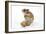 Syrian Hamster with Walnuts-null-Framed Photographic Print