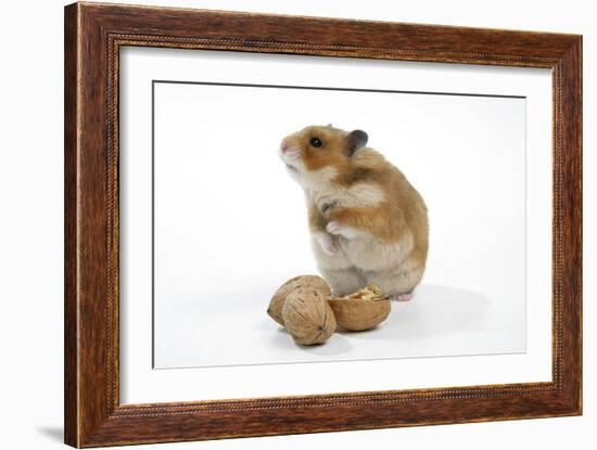 Syrian Hamster with Walnuts-null-Framed Photographic Print