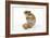 Syrian Hamster with Walnuts-null-Framed Photographic Print