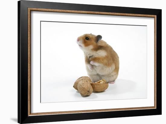 Syrian Hamster with Walnuts-null-Framed Photographic Print