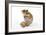 Syrian Hamster with Walnuts-null-Framed Photographic Print