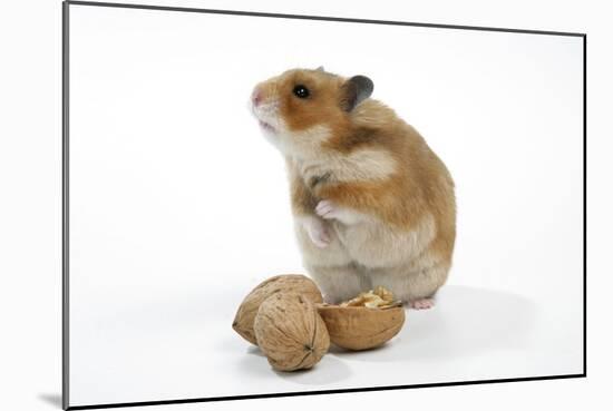 Syrian Hamster with Walnuts-null-Mounted Photographic Print