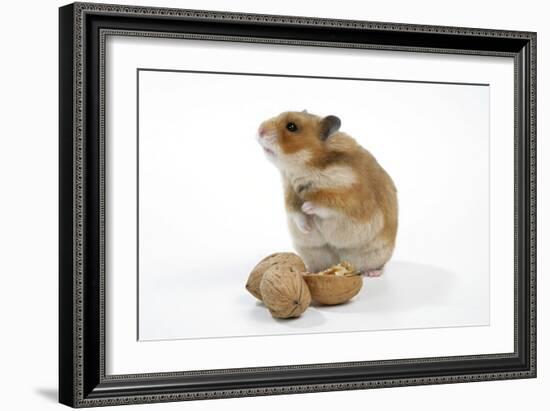 Syrian Hamster with Walnuts-null-Framed Photographic Print