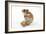 Syrian Hamster with Walnuts-null-Framed Photographic Print