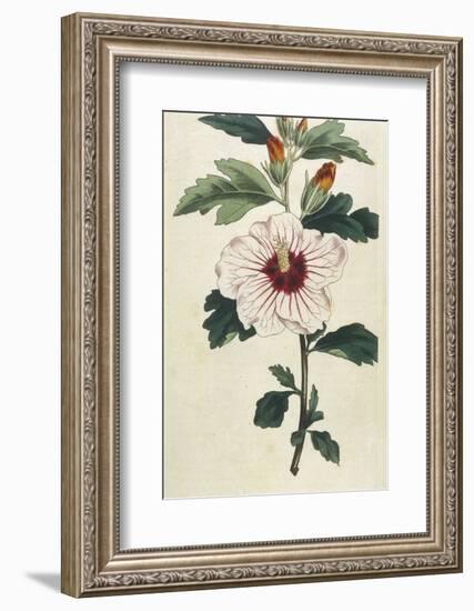 Syrian Hibiscus or Althaea Fruter-William Curtis-Framed Photographic Print