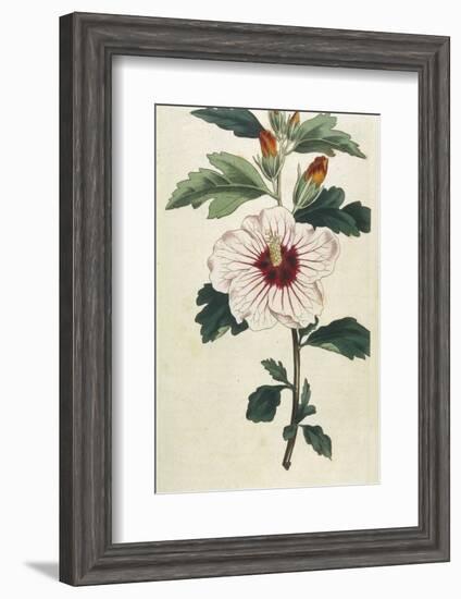 Syrian Hibiscus or Althaea Fruter-William Curtis-Framed Photographic Print