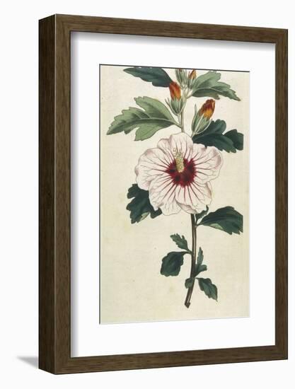 Syrian Hibiscus or Althaea Fruter-William Curtis-Framed Photographic Print