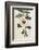 Syrian Hibiscus or Althaea Fruter-William Curtis-Framed Photographic Print