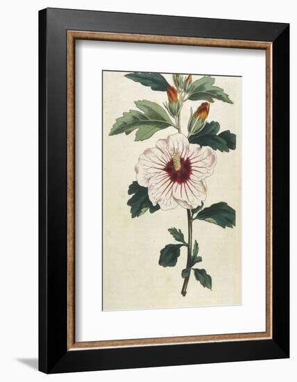 Syrian Hibiscus or Althaea Fruter-William Curtis-Framed Photographic Print