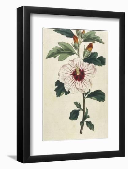 Syrian Hibiscus or Althaea Fruter-William Curtis-Framed Photographic Print