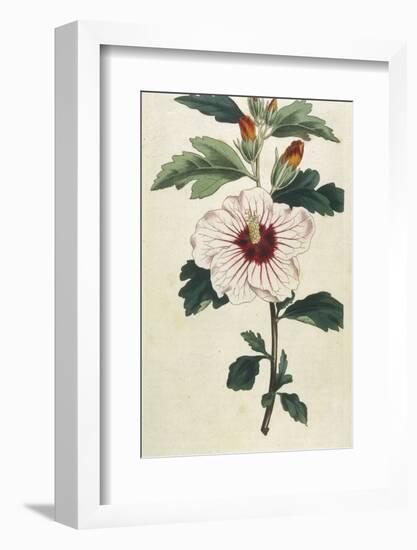 Syrian Hibiscus or Althaea Fruter-William Curtis-Framed Photographic Print