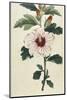 Syrian Hibiscus or Althaea Fruter-William Curtis-Mounted Photographic Print