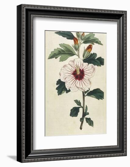 Syrian Hibiscus or Althaea Fruter-William Curtis-Framed Photographic Print