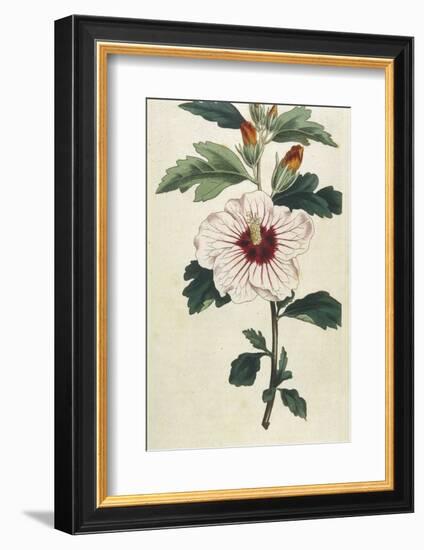 Syrian Hibiscus or Althaea Fruter-William Curtis-Framed Photographic Print