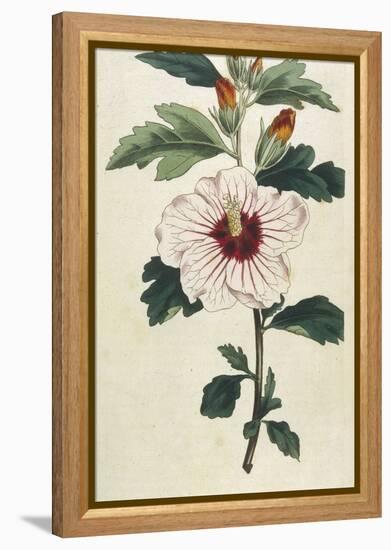 Syrian Hibiscus or Althaea Fruter-William Curtis-Framed Premier Image Canvas