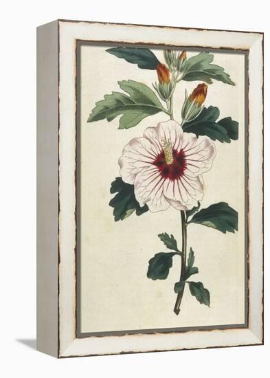 Syrian Hibiscus or Althaea Fruter-William Curtis-Framed Premier Image Canvas