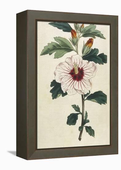 Syrian Hibiscus or Althaea Fruter-William Curtis-Framed Premier Image Canvas