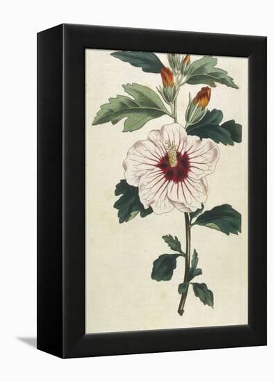 Syrian Hibiscus or Althaea Fruter-William Curtis-Framed Premier Image Canvas