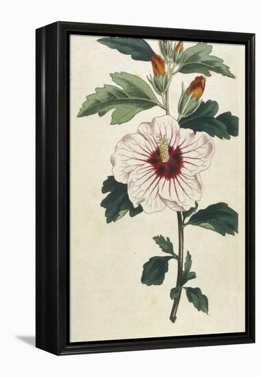 Syrian Hibiscus or Althaea Fruter-William Curtis-Framed Premier Image Canvas