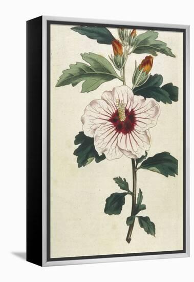 Syrian Hibiscus or Althaea Fruter-William Curtis-Framed Premier Image Canvas