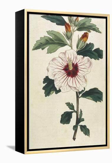 Syrian Hibiscus or Althaea Fruter-William Curtis-Framed Premier Image Canvas