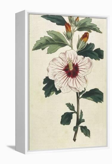 Syrian Hibiscus or Althaea Fruter-William Curtis-Framed Premier Image Canvas