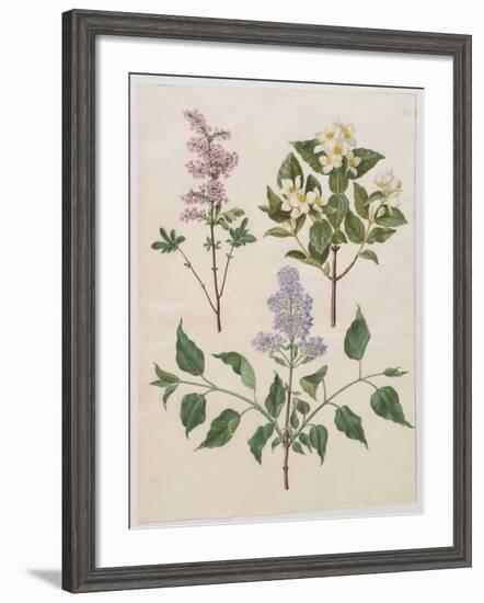 Syringa Persica, Philadelphus Coronarius And Syringa Vulgaris From Album Gottorfer Codex, c.1650-Hans Simon Holtzbecher-Framed Giclee Print