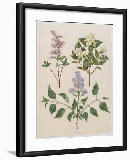 Syringa Persica, Philadelphus Coronarius And Syringa Vulgaris From Album Gottorfer Codex, c.1650-Hans Simon Holtzbecher-Framed Giclee Print