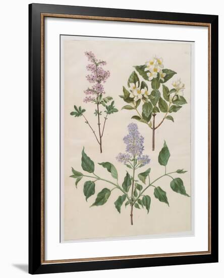 Syringa Persica, Philadelphus Coronarius And Syringa Vulgaris From Album Gottorfer Codex, c.1650-Hans Simon Holtzbecher-Framed Giclee Print