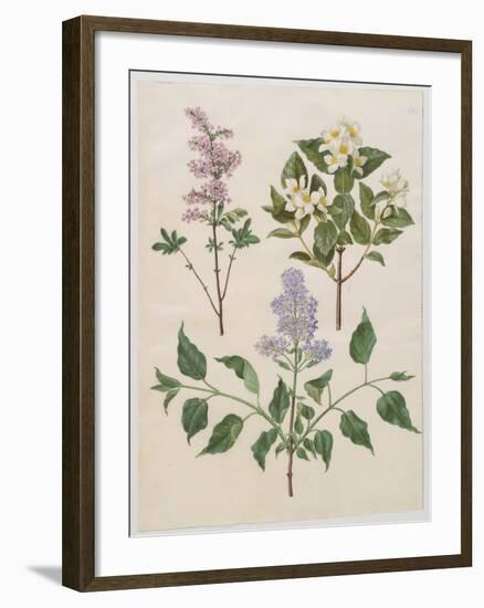 Syringa Persica, Philadelphus Coronarius And Syringa Vulgaris From Album Gottorfer Codex, c.1650-Hans Simon Holtzbecher-Framed Giclee Print