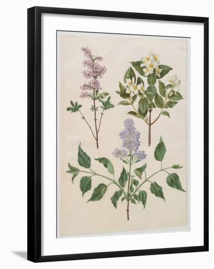 Syringa Persica, Philadelphus Coronarius And Syringa Vulgaris From Album Gottorfer Codex, c.1650-Hans Simon Holtzbecher-Framed Giclee Print