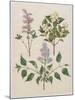 Syringa Persica, Philadelphus Coronarius And Syringa Vulgaris From Album Gottorfer Codex, c.1650-Hans Simon Holtzbecher-Mounted Giclee Print