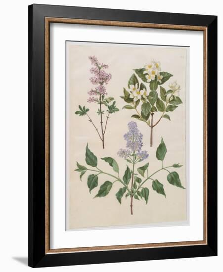 Syringa Persica, Philadelphus Coronarius And Syringa Vulgaris From Album Gottorfer Codex, c.1650-Hans Simon Holtzbecher-Framed Giclee Print