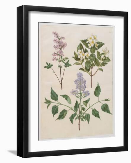 Syringa Persica, Philadelphus Coronarius And Syringa Vulgaris From Album Gottorfer Codex, c.1650-Hans Simon Holtzbecher-Framed Giclee Print