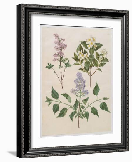 Syringa Persica, Philadelphus Coronarius And Syringa Vulgaris From Album Gottorfer Codex, c.1650-Hans Simon Holtzbecher-Framed Giclee Print