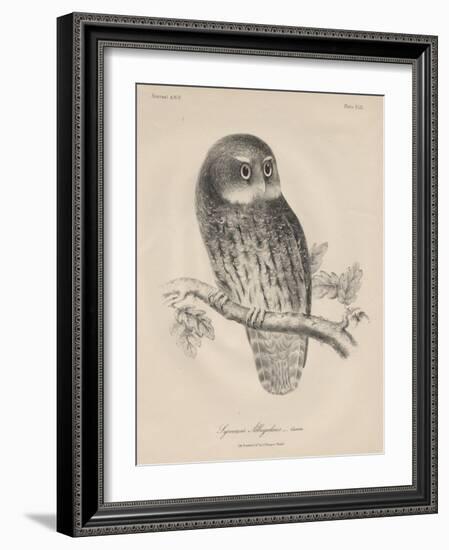 Syrnium Albogularis, 1850-William E. Hitchcock-Framed Giclee Print