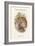 Syrnium Aluco - Tawny or Brown Owl-John Gould-Framed Art Print