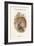 Syrnium Aluco - Tawny or Brown Owl-John Gould-Framed Art Print