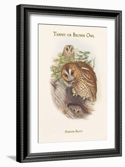 Syrnium Aluco - Tawny or Brown Owl-John Gould-Framed Art Print