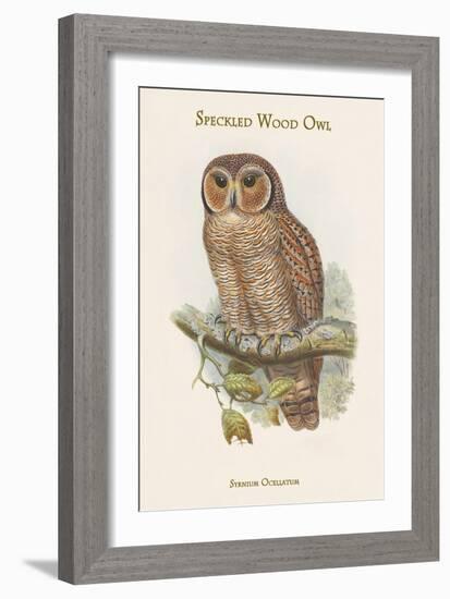 Syrnium Ocellatum - Speckled Wood Owl-John Gould-Framed Art Print