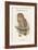 Syrnium Ocellatum - Speckled Wood Owl-John Gould-Framed Art Print