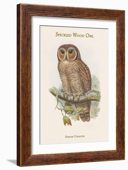 Syrnium Ocellatum - Speckled Wood Owl-John Gould-Framed Art Print