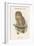 Syrnium Ocellatum - Speckled Wood Owl-John Gould-Framed Art Print