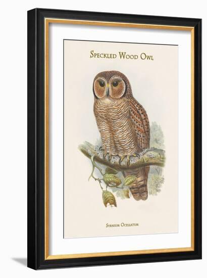 Syrnium Ocellatum - Speckled Wood Owl-John Gould-Framed Art Print