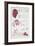 System and Reproduction of Rodofite, Red Algae-null-Framed Giclee Print