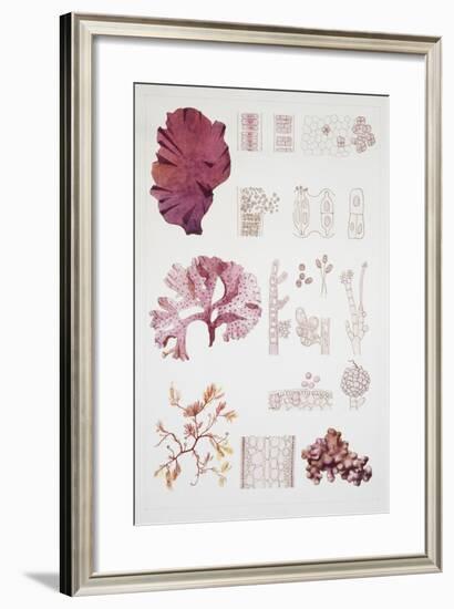 System and Reproduction of Rodofite, Red Algae-null-Framed Giclee Print