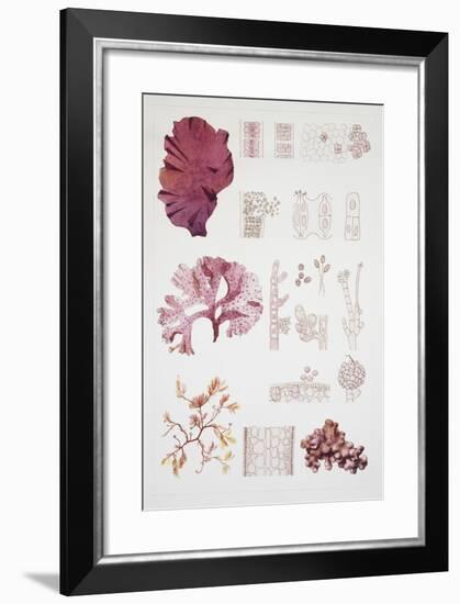 System and Reproduction of Rodofite, Red Algae-null-Framed Giclee Print