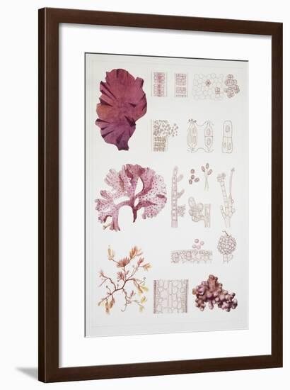 System and Reproduction of Rodofite, Red Algae-null-Framed Giclee Print