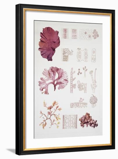 System and Reproduction of Rodofite, Red Algae-null-Framed Giclee Print