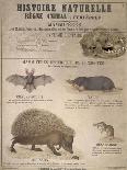 A Bat, Mole and Hedgehog-T. Deyrolle-Mounted Giclee Print